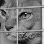 Trapped cat