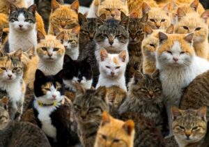 Community cats in a crowd