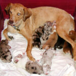 Catahoula dog with feeding puppies