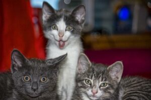 three silly kittens