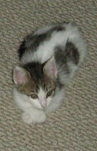 Casual multi-colored kitten laying on floor