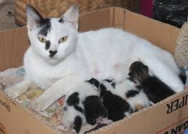 Black and white mom cat with 4 kittens