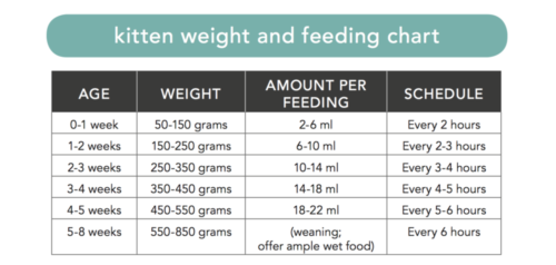 Weight and feeding chart for kittens