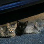 3 feral kittens 