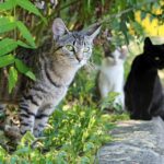 Feral cats in Osceola County