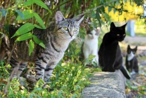 Feral cats in Osceola County