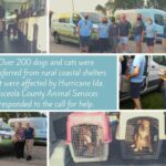 Rescued pets from Hurricane Ida collage