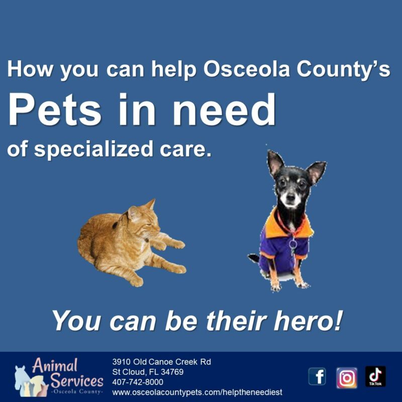 osceola animal shelter saint cloud florida