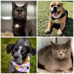 Pet collage - cat, dog, dog, cat