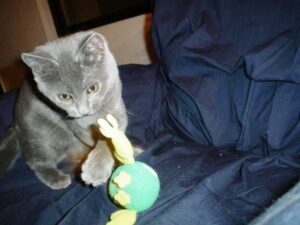 Cat playing with a toy