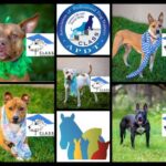 CLASS dog training collage June 2022