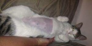 Cat showing surgical scar