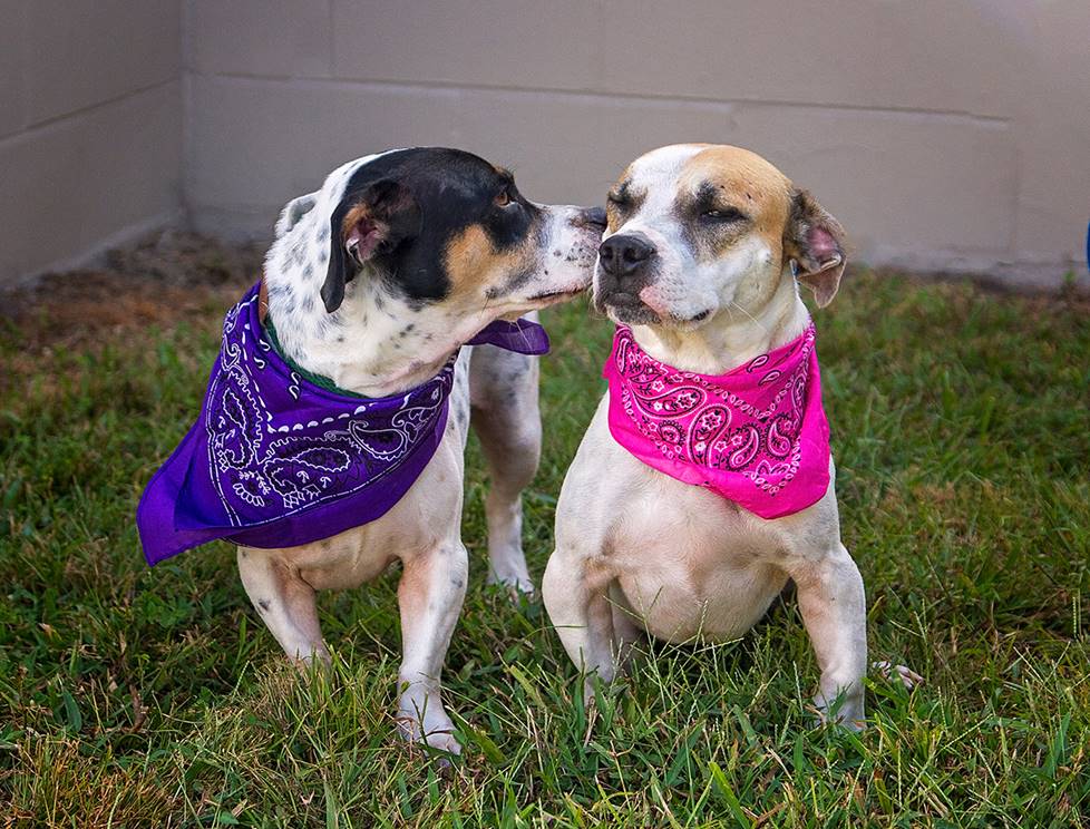 Dogs being friends
