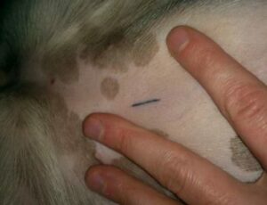 ID tattoo on pet