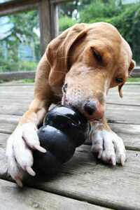 dog with Kong