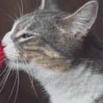 cat sniffing mentor module