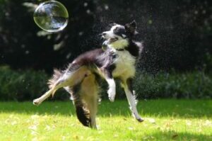 dog with bubbles