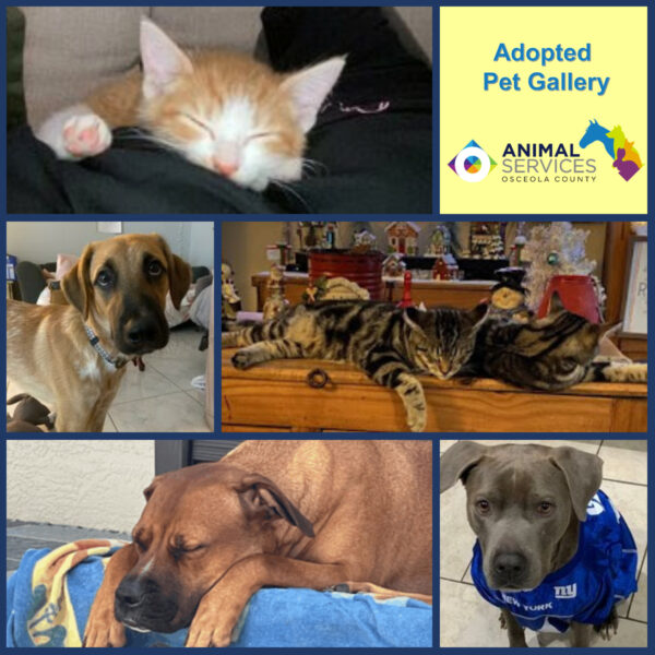 Adopted Pet Gallery collage