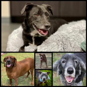 Group of five senior dogs