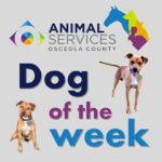 Dog of the week