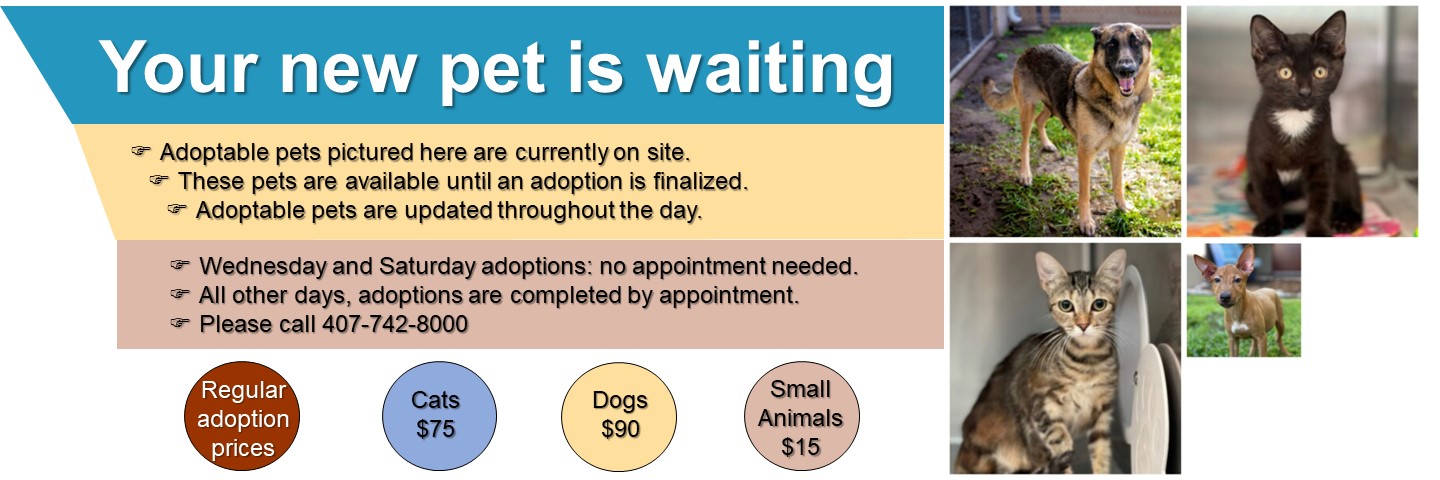 Adoptable pets price header