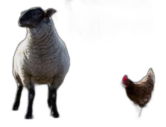 Sheep and chicken artwork