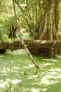 Florida swamp