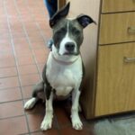 dog mentor module