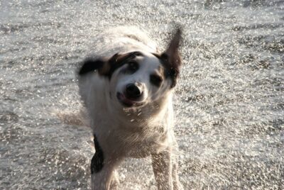 Dog shaking