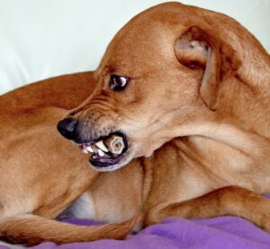Dog with whale eye