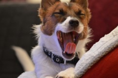 Dog yawning