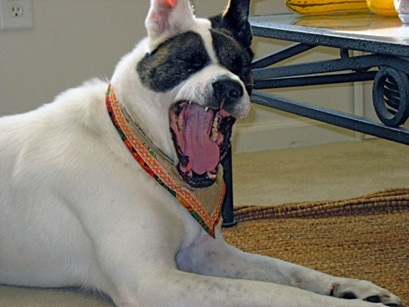 Dog yawning, showing teeth