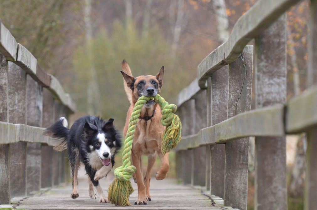 dogs playing 1