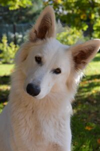 Curious dog - head tilt