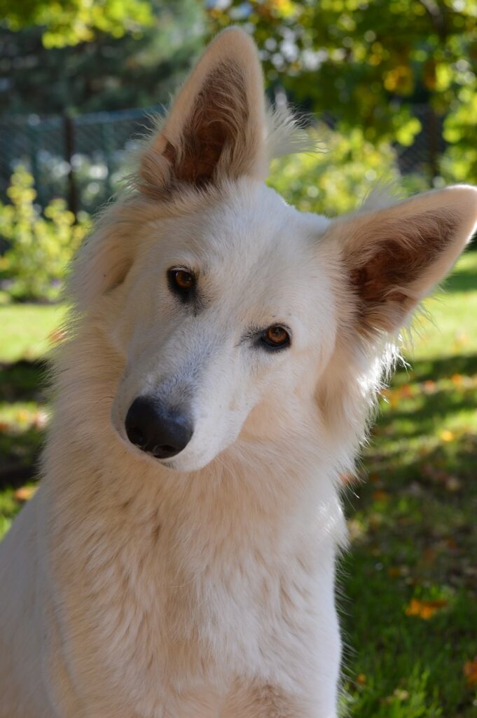 Curious dog - head tilt