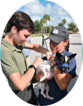 Microchipping a dog