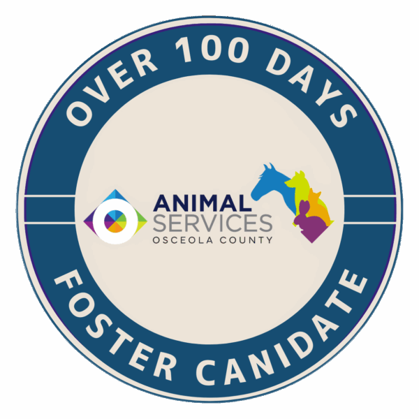 Foster candidate badge