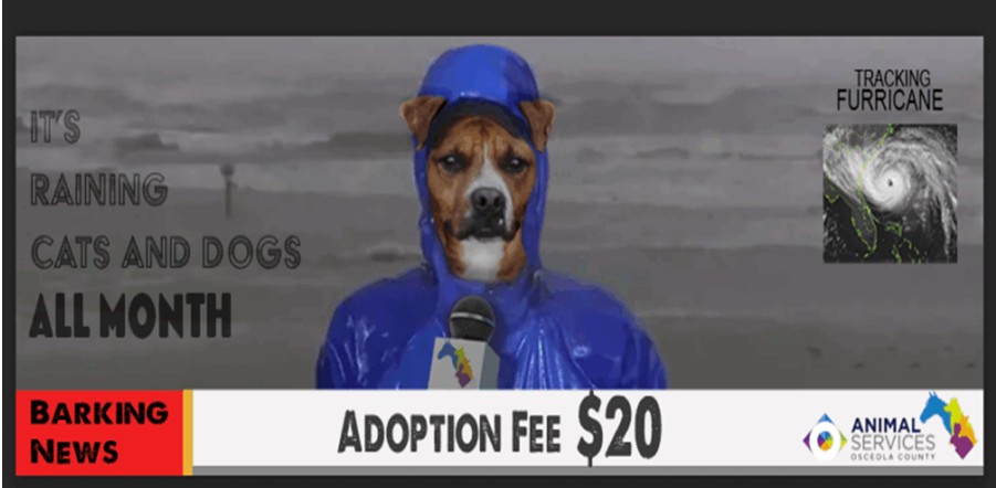 adoptions $20 all month
