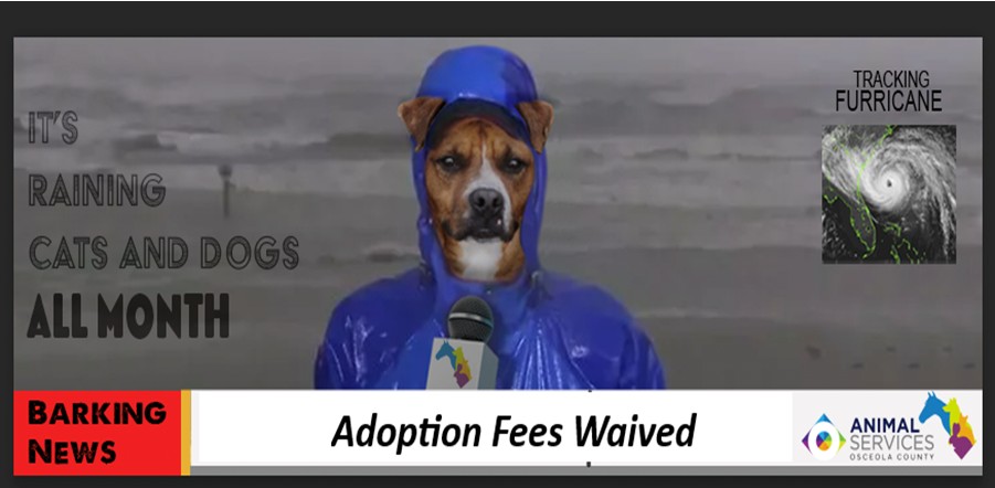 June special update - no fees
