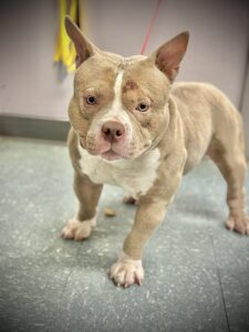 Taz - dog