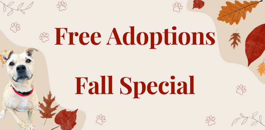 adoption special